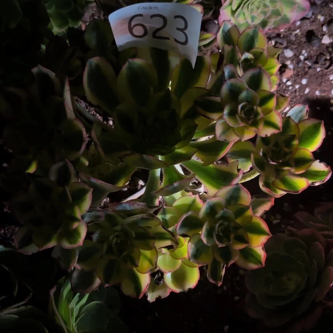 贪***顽623多肉植物太阳神
