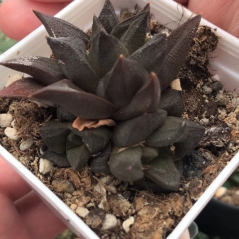 稀有原始种带盆发货哈哈哈