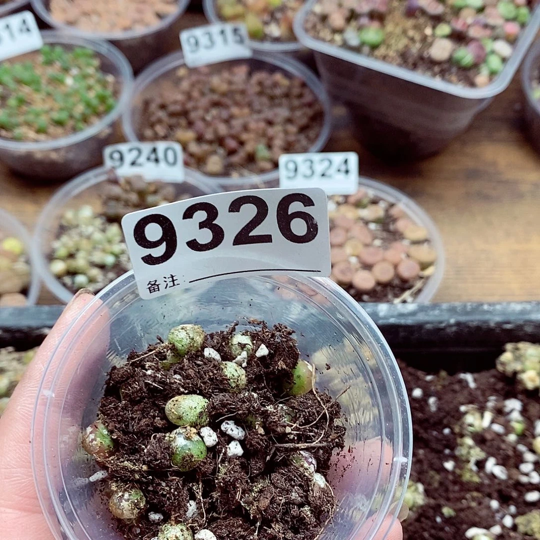 那***啥9326灯泡啊啦开小