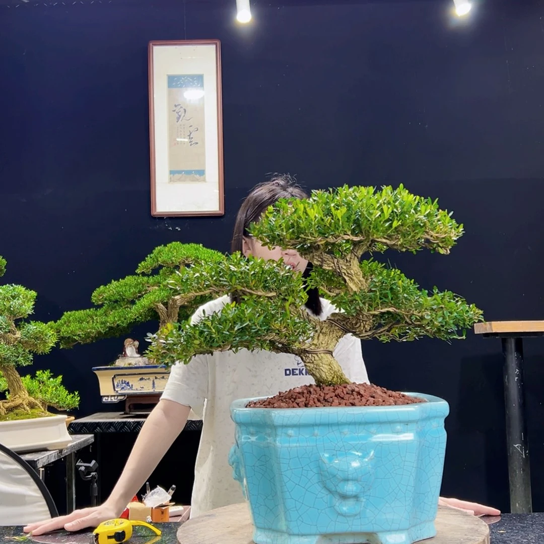 无花朵黄杨盆景四季常青