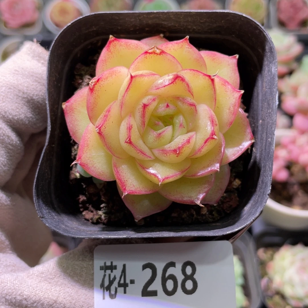 花利美4-268麦秆单头