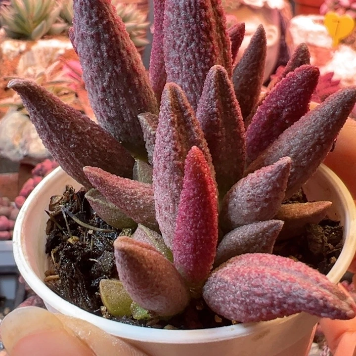 ?****～可以说是我的最爱了