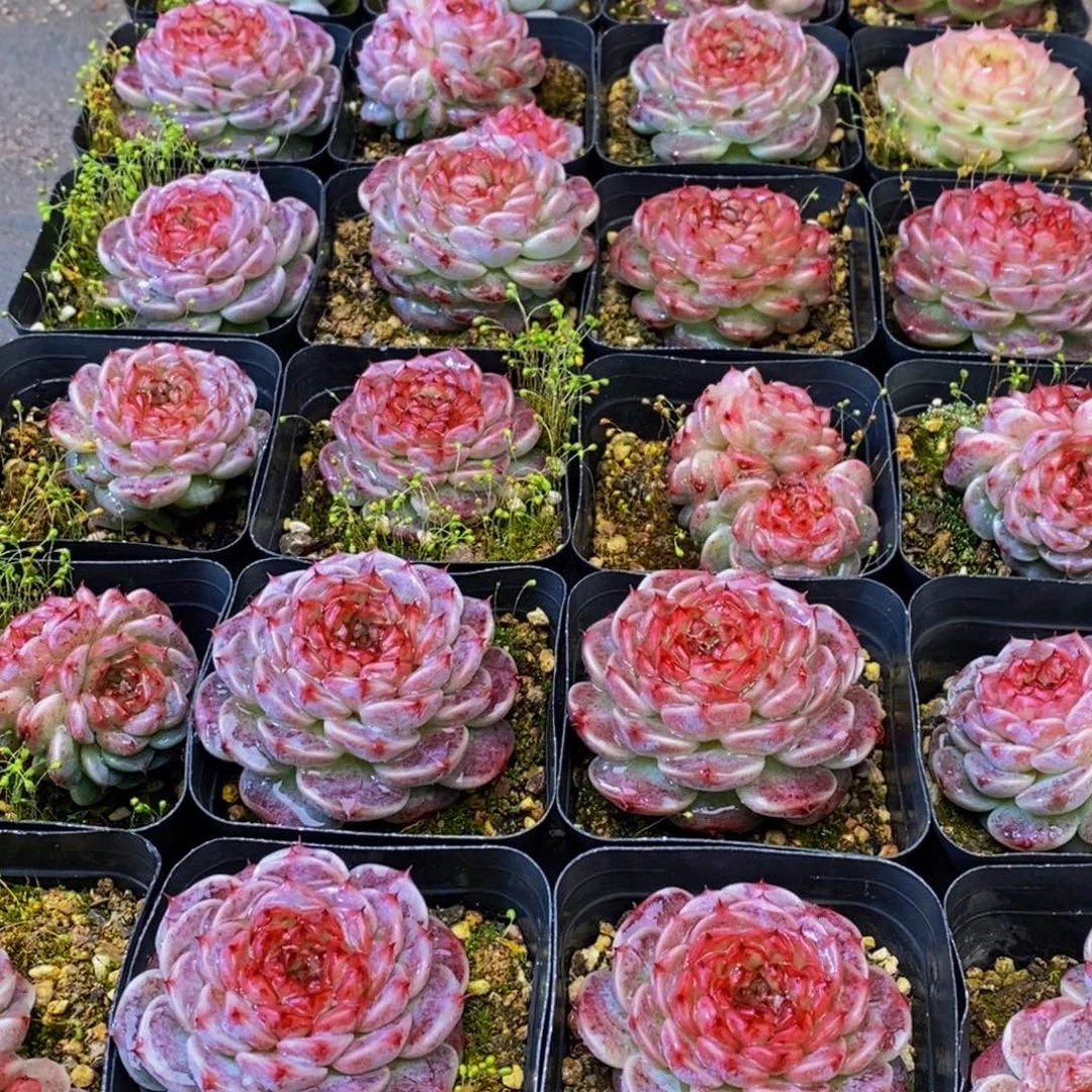 372多肉植物保护研究所所长