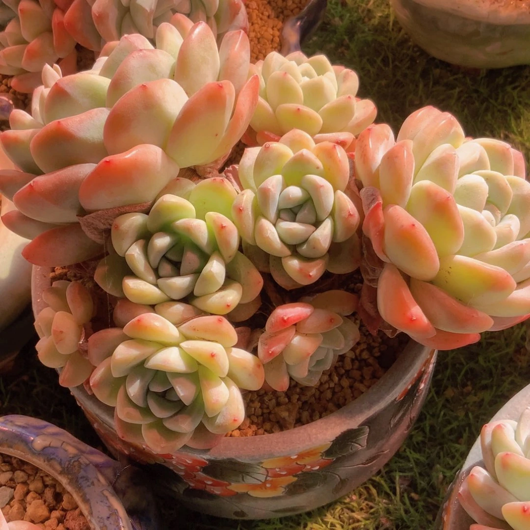 葡****4韩版冰群一颗