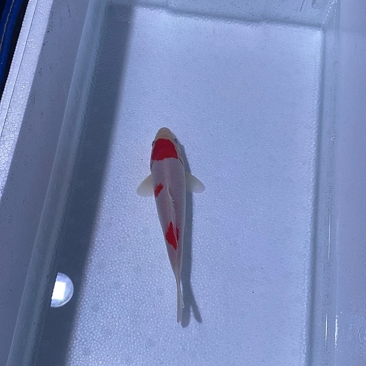 锦鲤锦鲤活鱼开箱包活