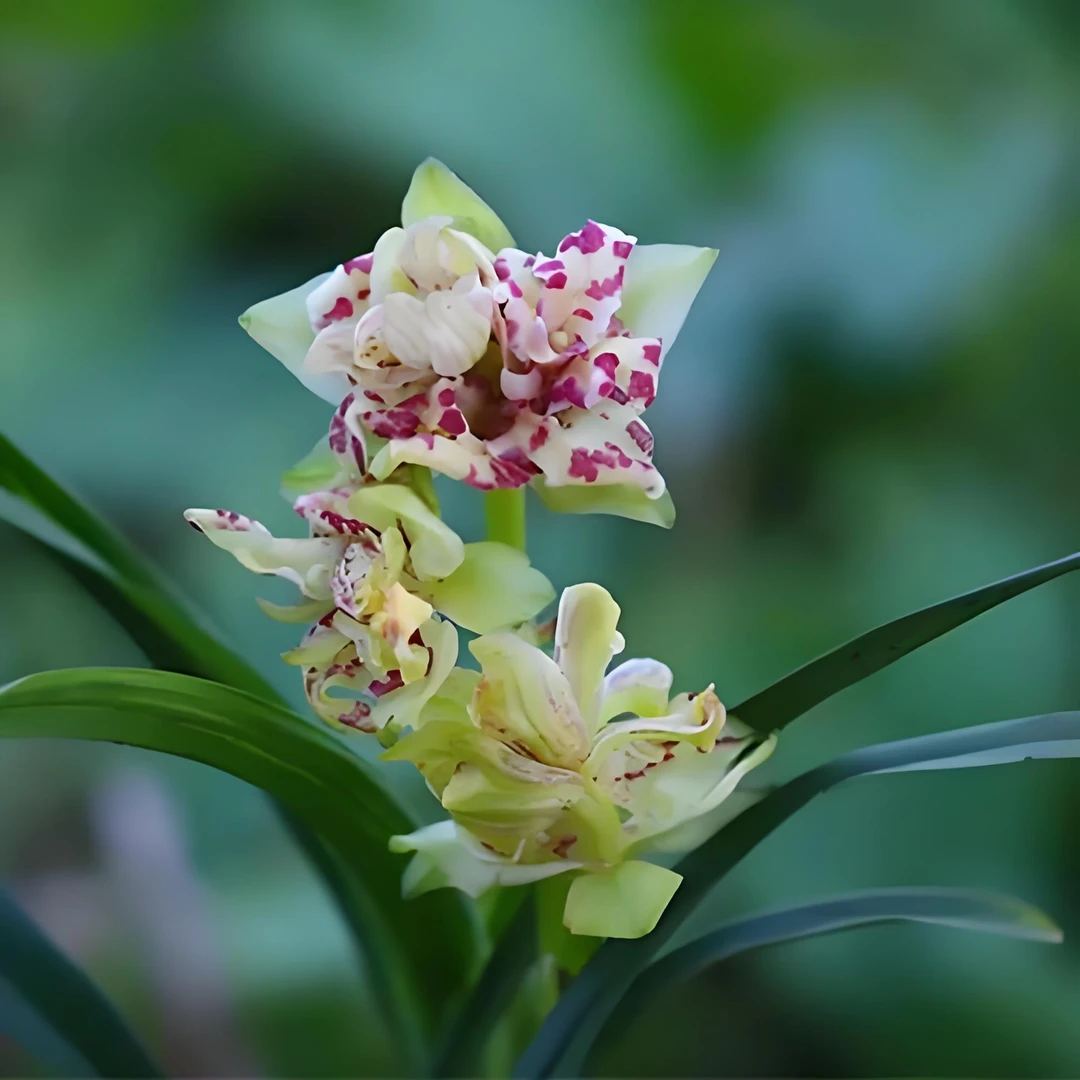 建兰矮种水晶龙蝶瓣室内花好养易活