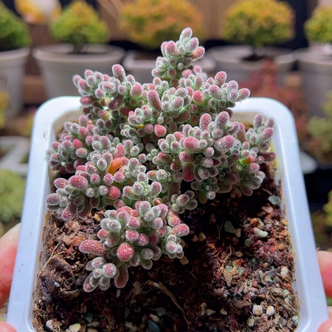 343冰晶一物一拍包开箱