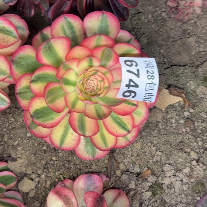 6746南荔枝多肉植物