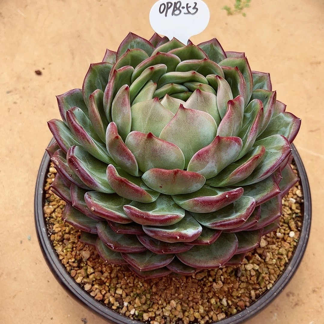 0918-53优选紫罗兰