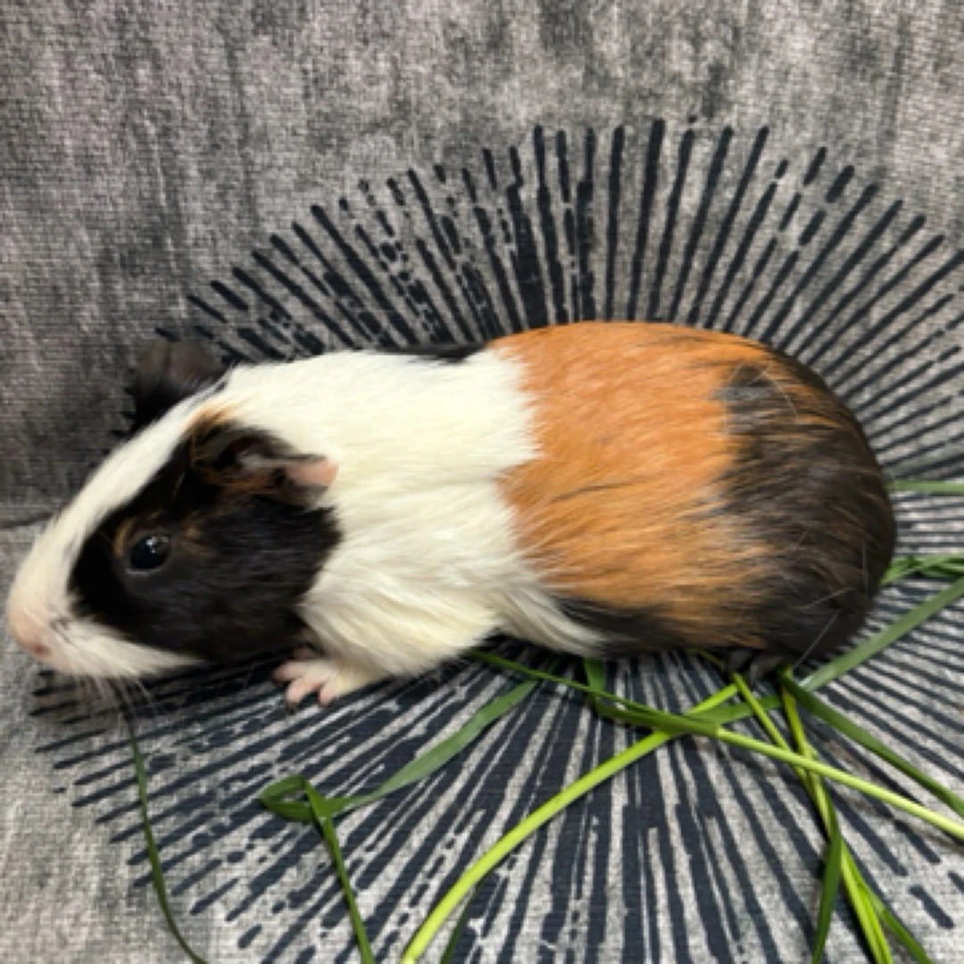 成年商品荷兰猪豚鼠公猪均重1斤，3只装
