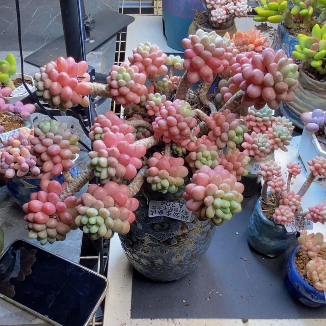 204鱼子酱多肉20c m m