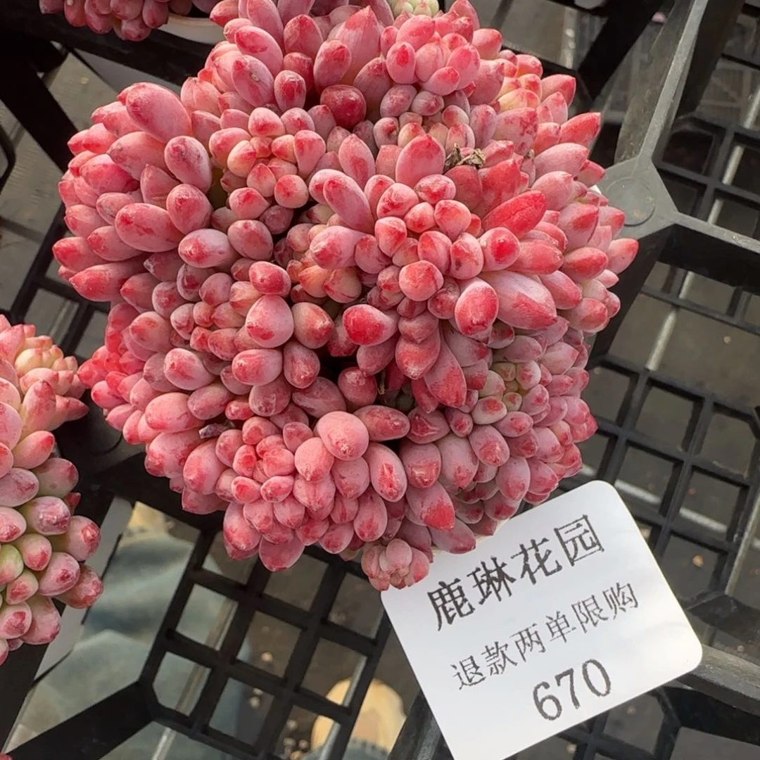 多肉很小看清楚下单拒绝非品质售后670