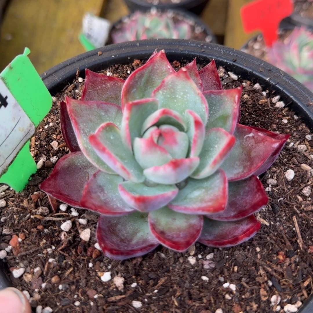 三角惊鸿一物一拍包装收缩花旱924