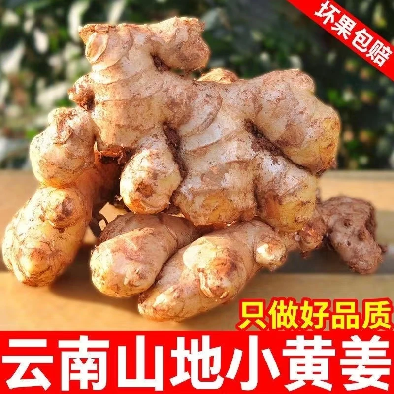 1云南高山小黄姜新鲜现挖3/5/9/斤泡姜香辣去腥产地直发