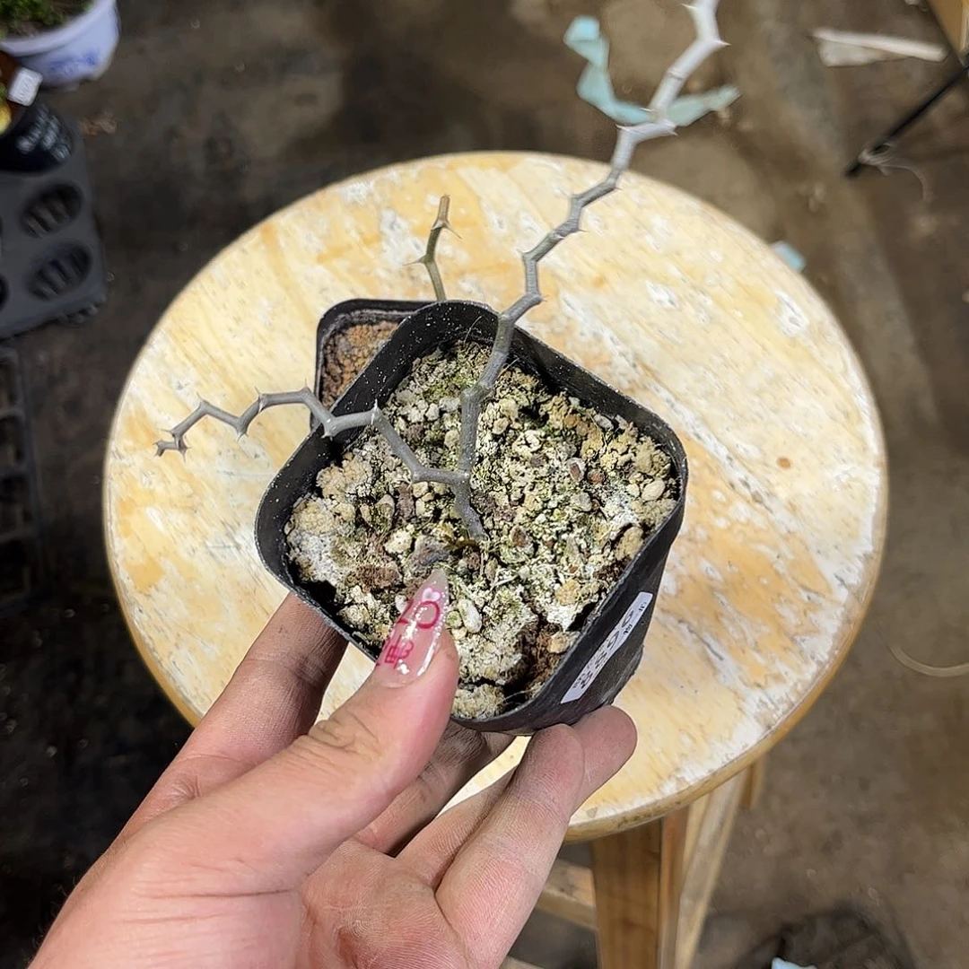 爆***8896一物一拍单头发货