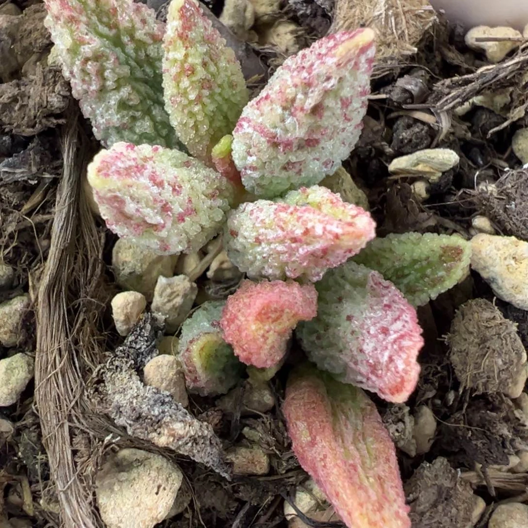 七彩仙女水泡多肉植物