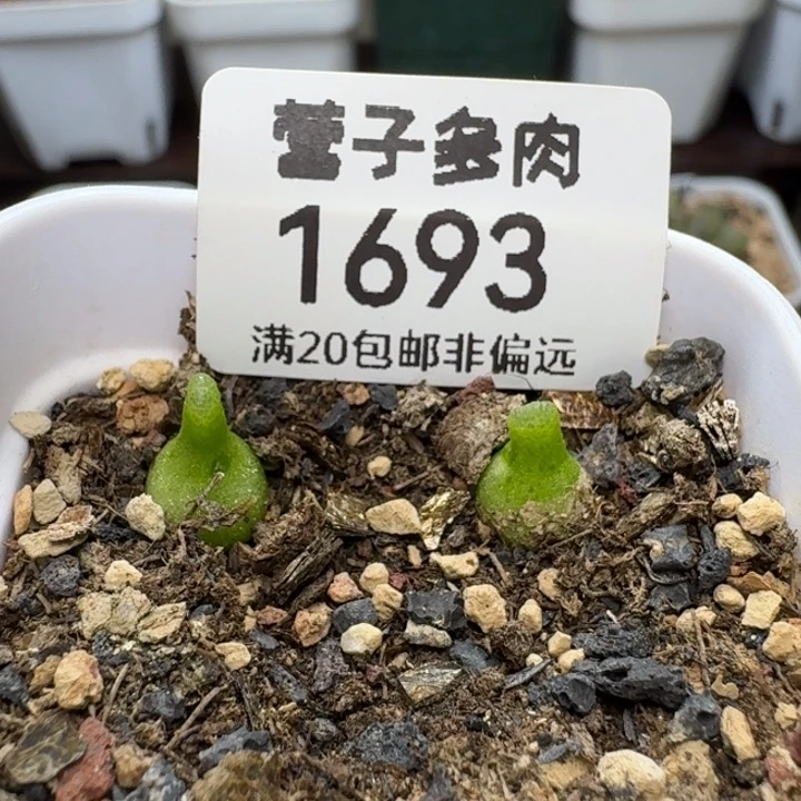 小葫芦两颗带盆土。