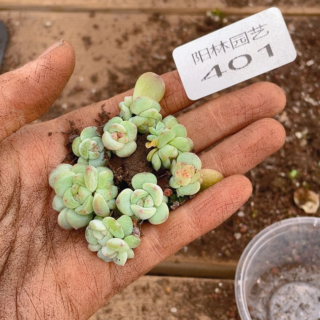 多肉植物多肉植物401