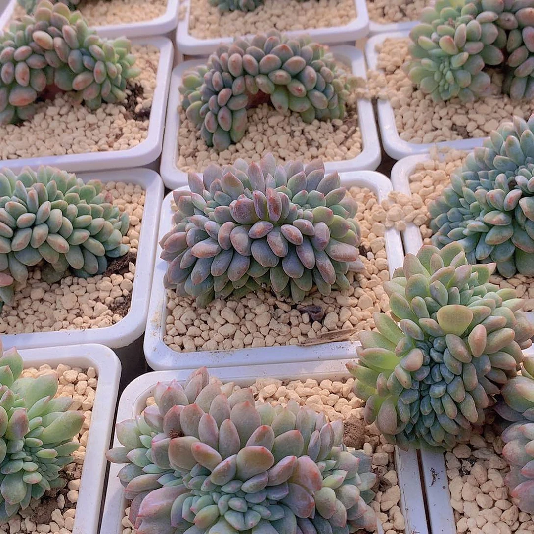 星影缀化2456789999900