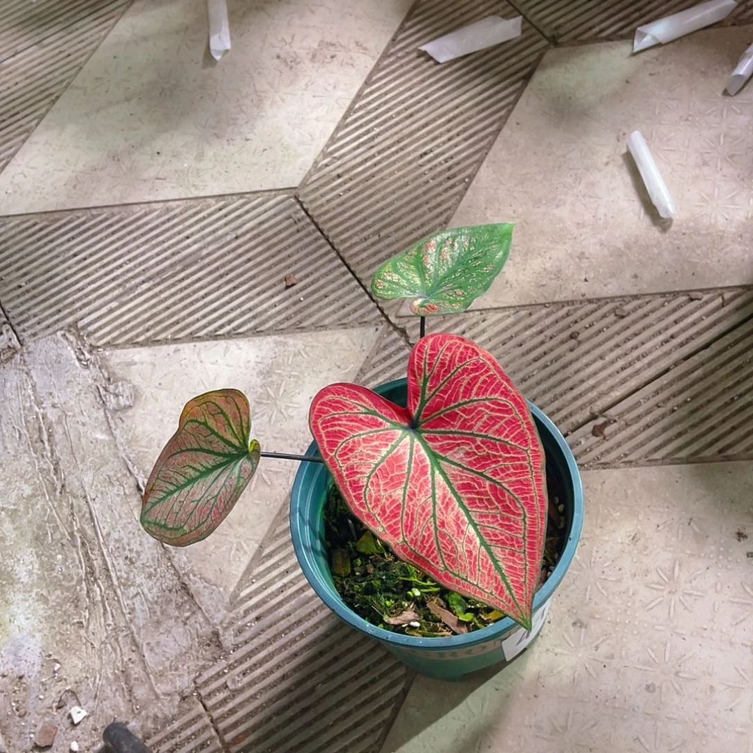 完全开放4720泰彩