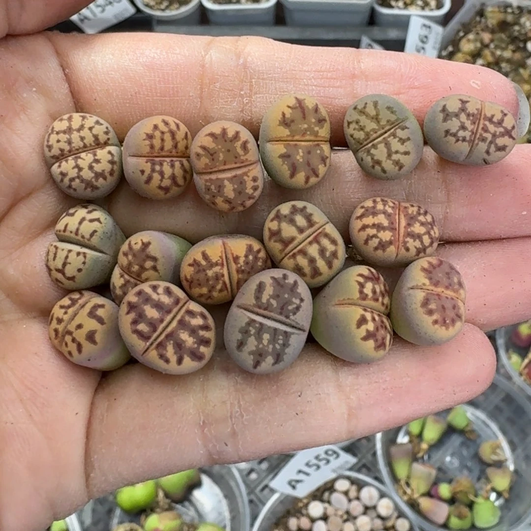 1566瑕疵 生石花和肉锥