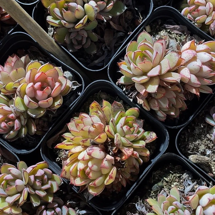 灰姑娘群2.8带盆土