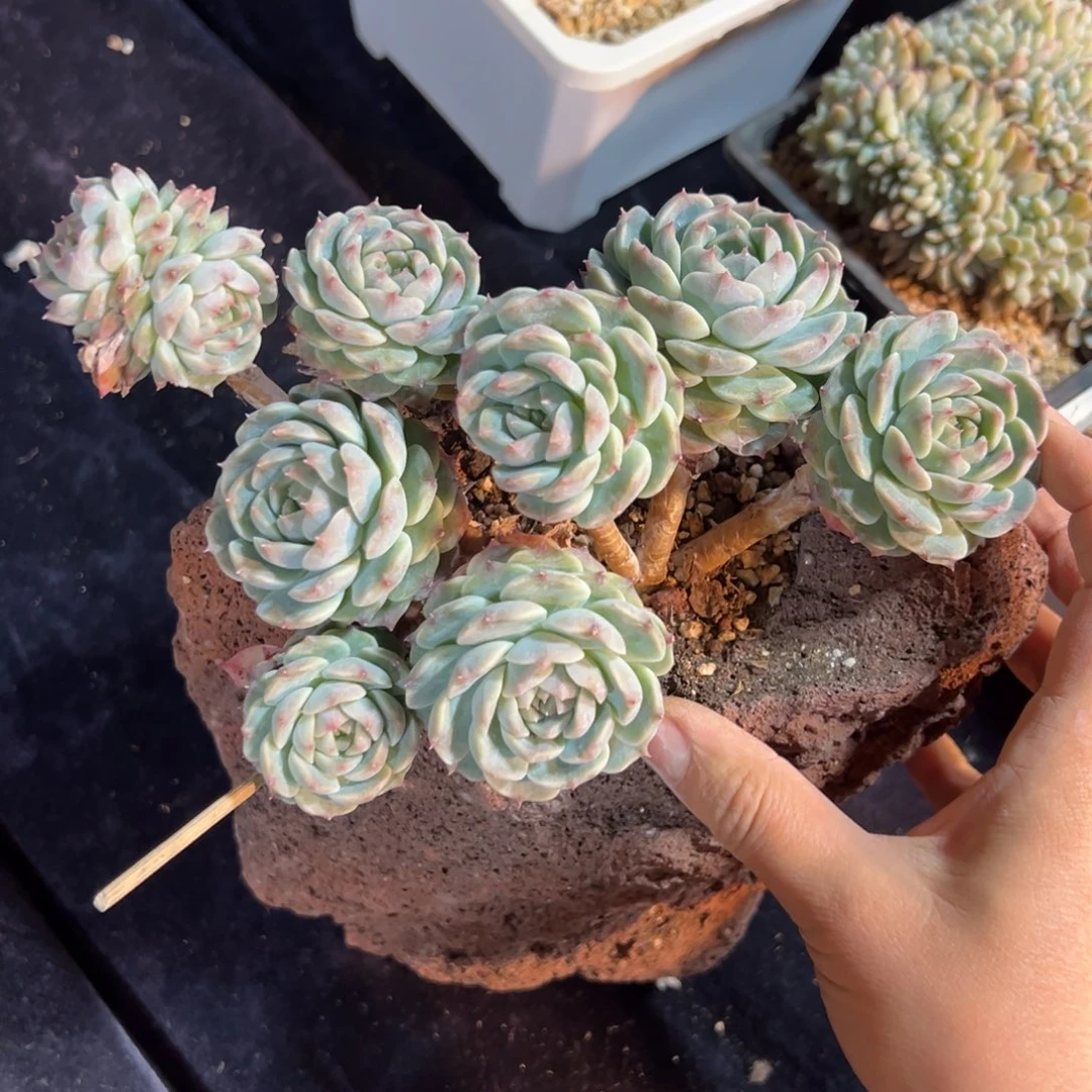 舍*得新年快乐 新年快乐 新年快乐