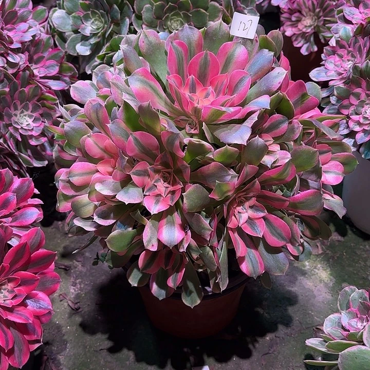 多肉植物香妃00127