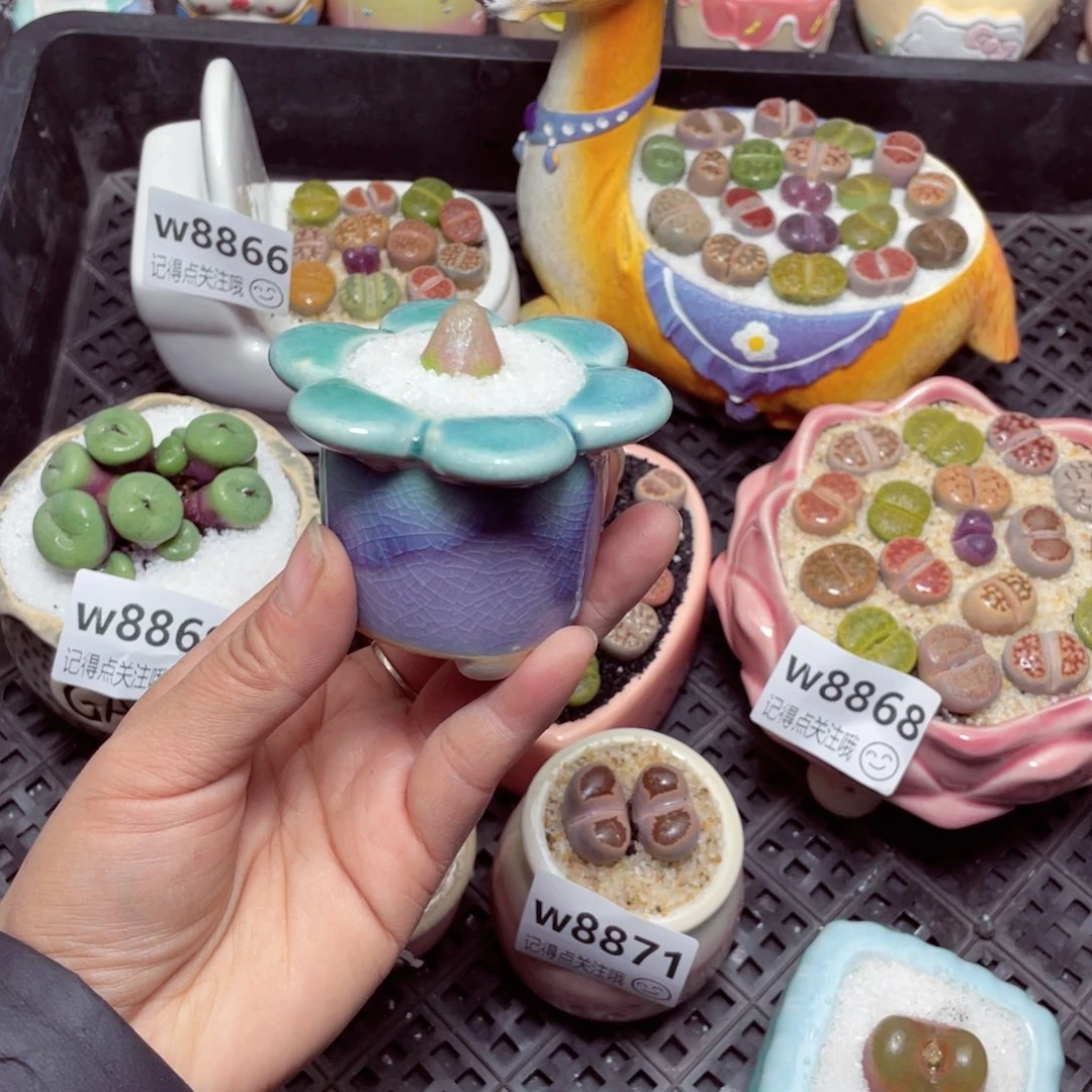 w8872 -零下地区拍保温-15支持寄养