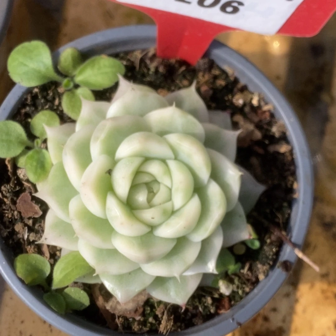 206白瓷麦杆锦锦锦锦锦