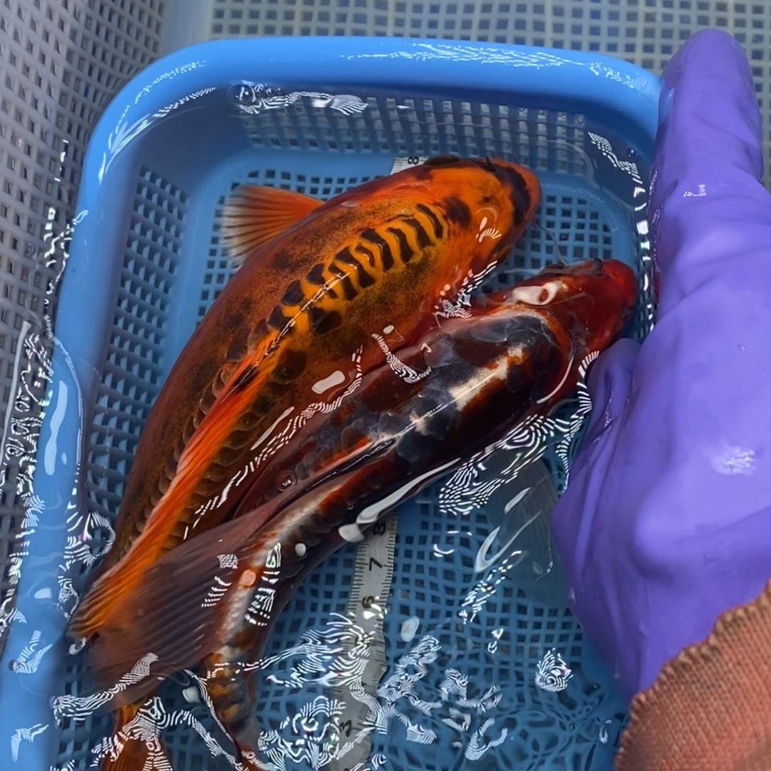 锦鲤冷水锦鲤包邮