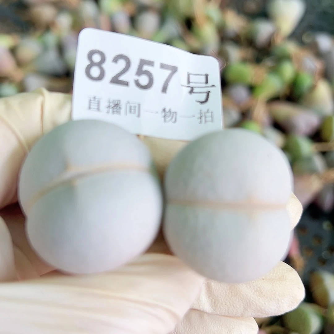 8257 好养易活生石花大母本两颗