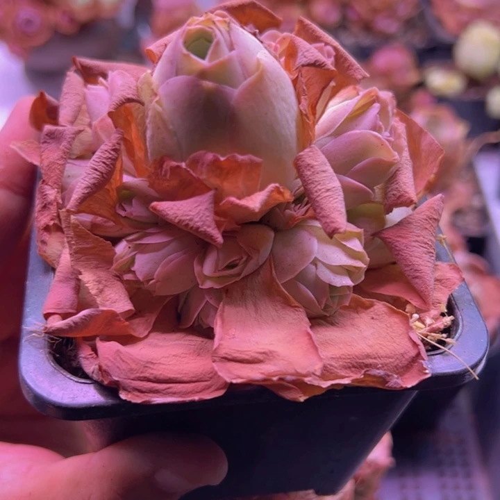 紫水晶玫瑰多肉山地玫瑰一颗