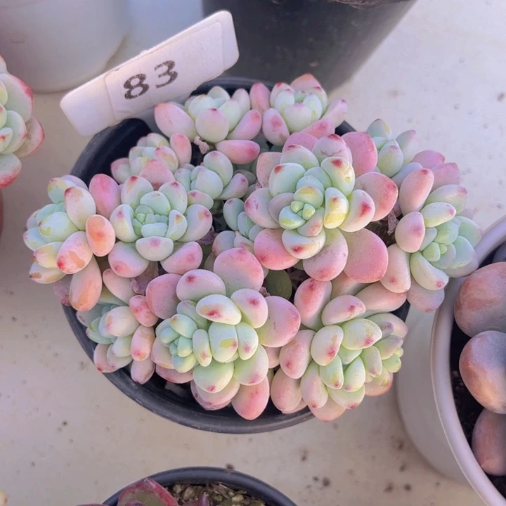 健健康康平平安安