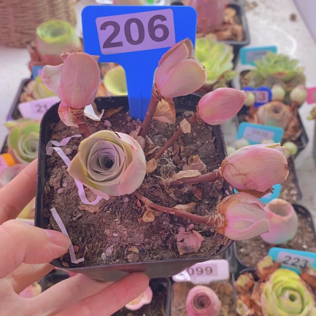 厨***享山地玫瑰一物一拍206