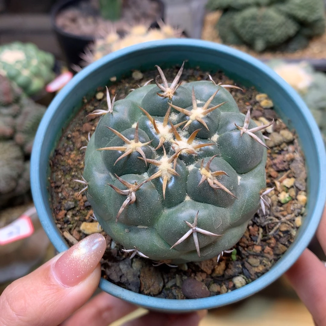 32号 实生 老桩大尤安宅象牙6公分