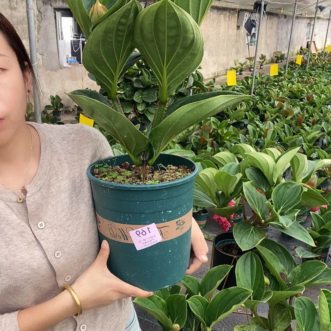 木本植物寒**秋木本花卉169