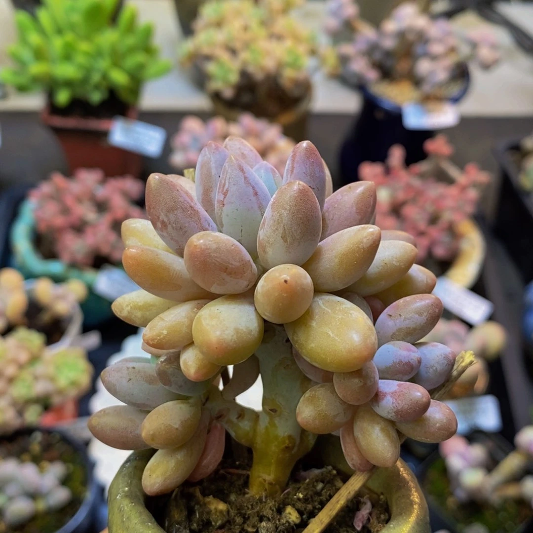 069 汤圆奶酪小树5厘米