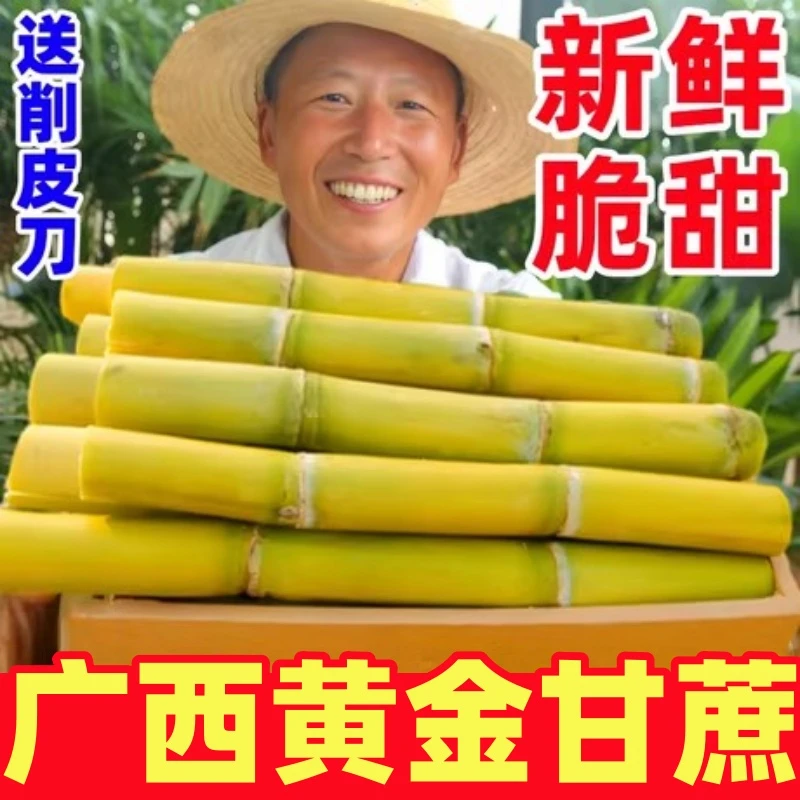 广西黄金甘蔗 新鲜应当季孕妇水果脆甜黑黄皮甘蔗特产整箱包邮