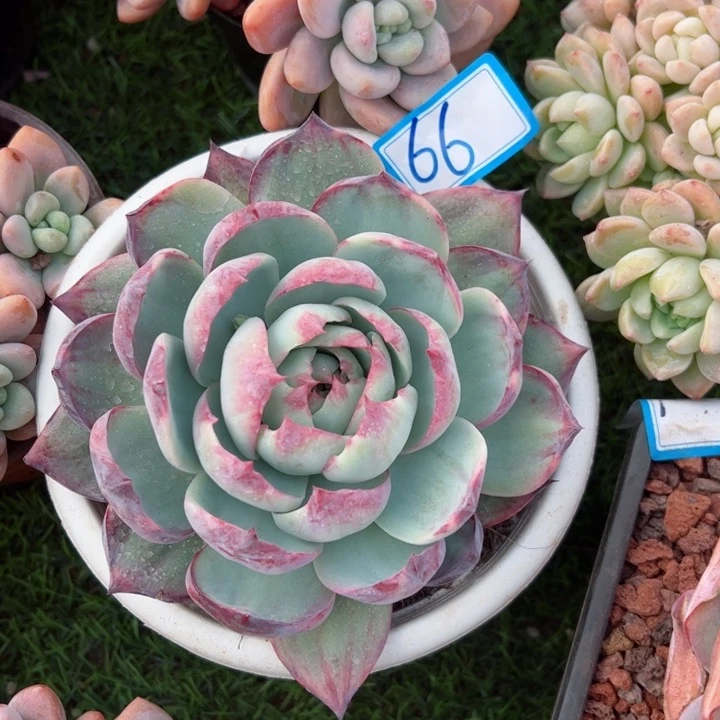 66惊鸿平平安安健健康康