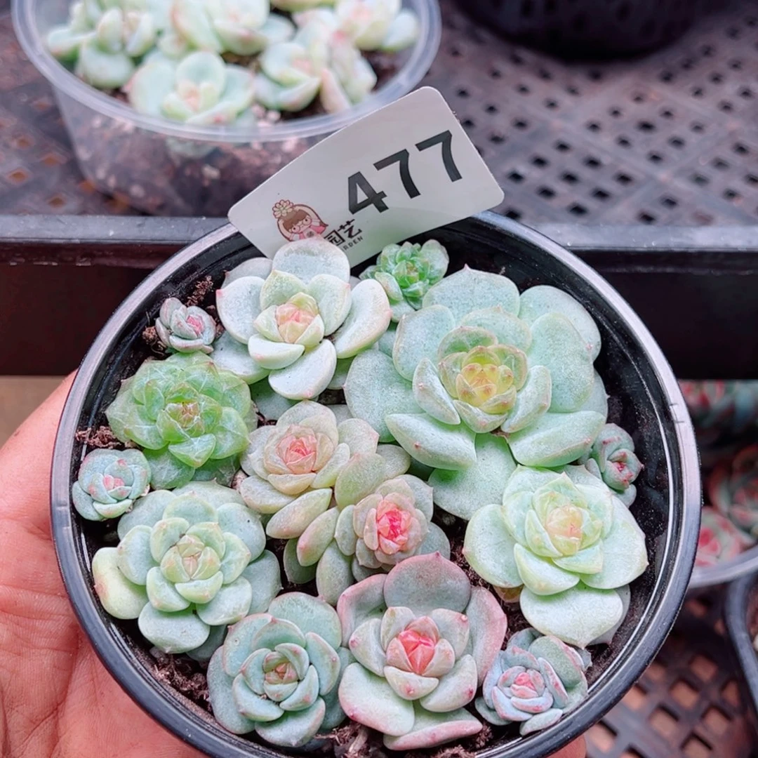多肉植物多肉植物