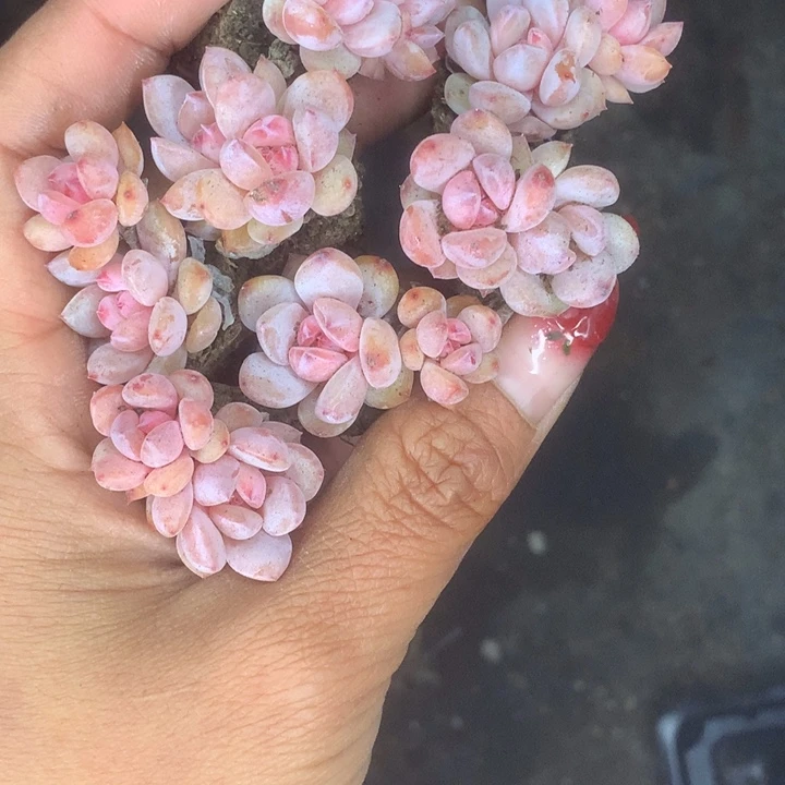 樱花双7颗。包邮。多肉