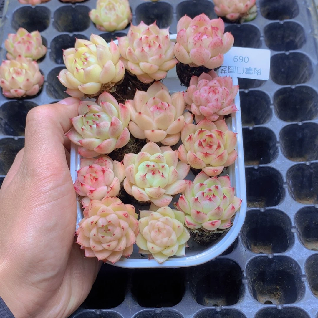 我要去看你了啊我的天069