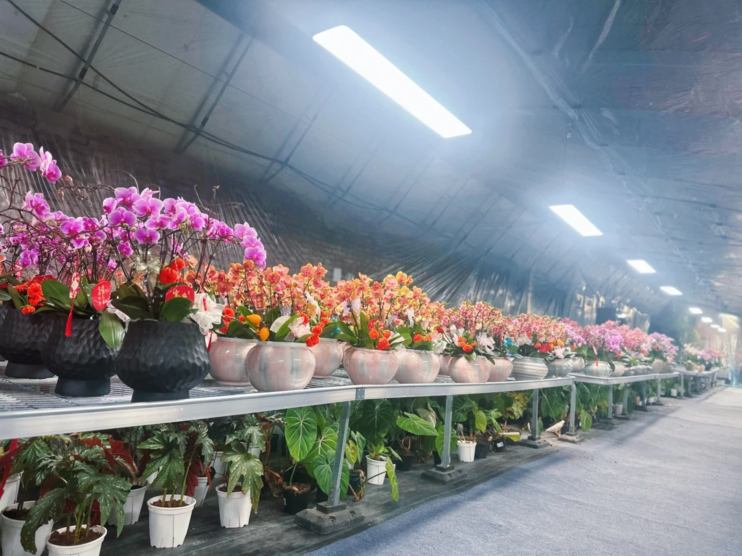 年宵花蝴蝶兰 孤品一物一拍