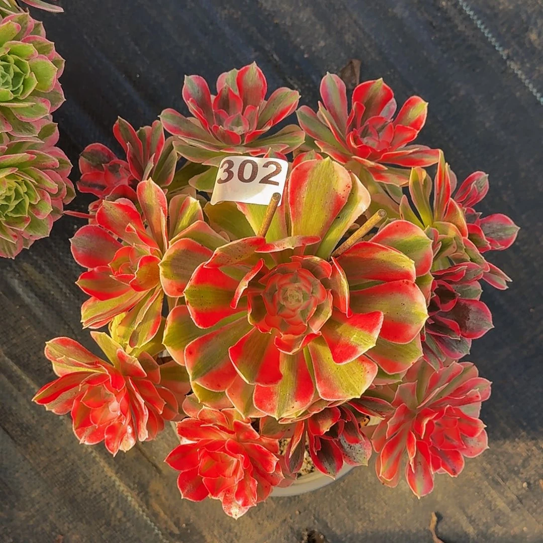 302粉女郎冠服30公分