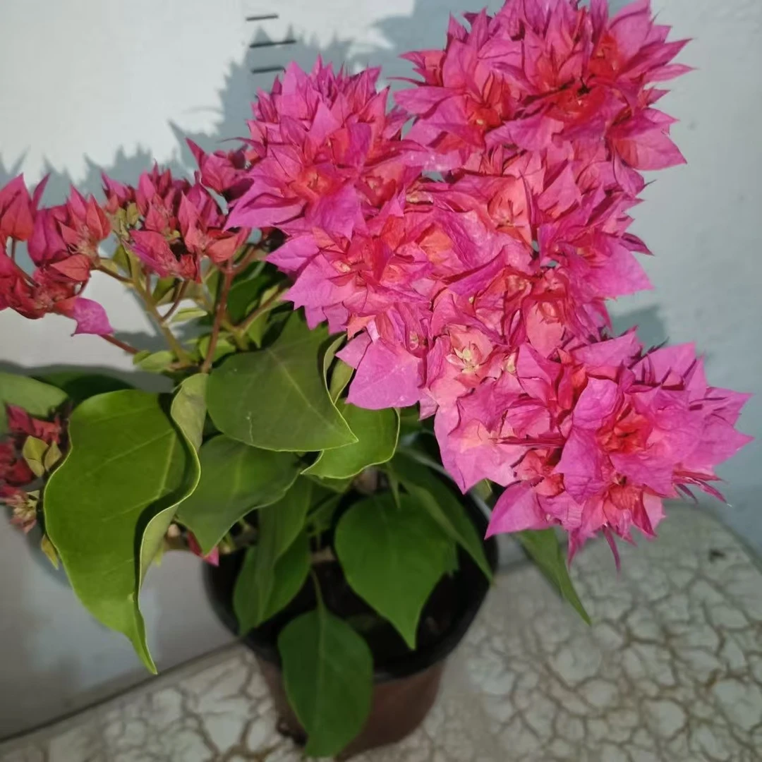 重瓣三角梅盆栽植物四季开花带花苞适合室内外种植
