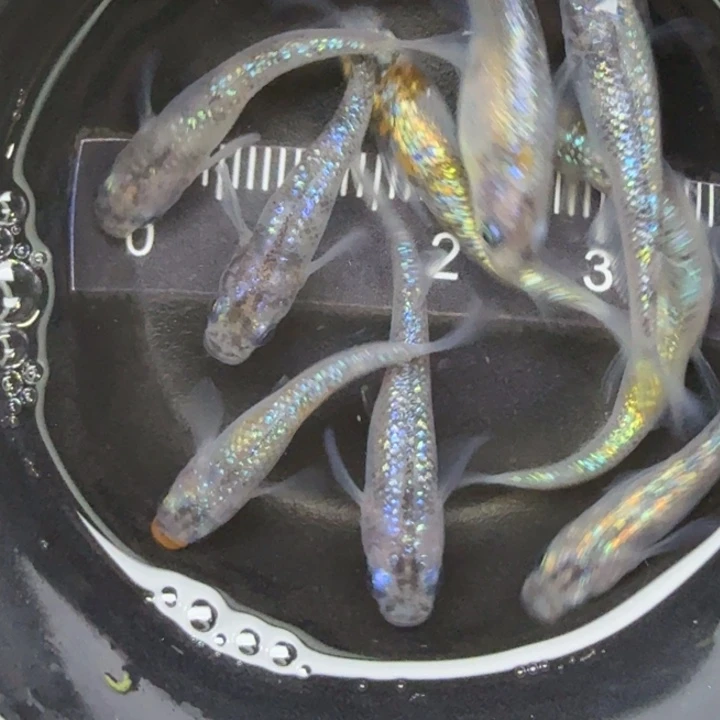 青鳉鱼三色蓝宝石5号