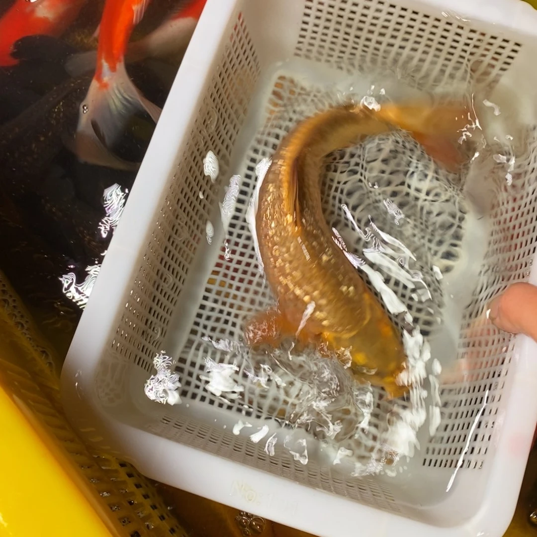 锦鲤冷水锦鲤包邮