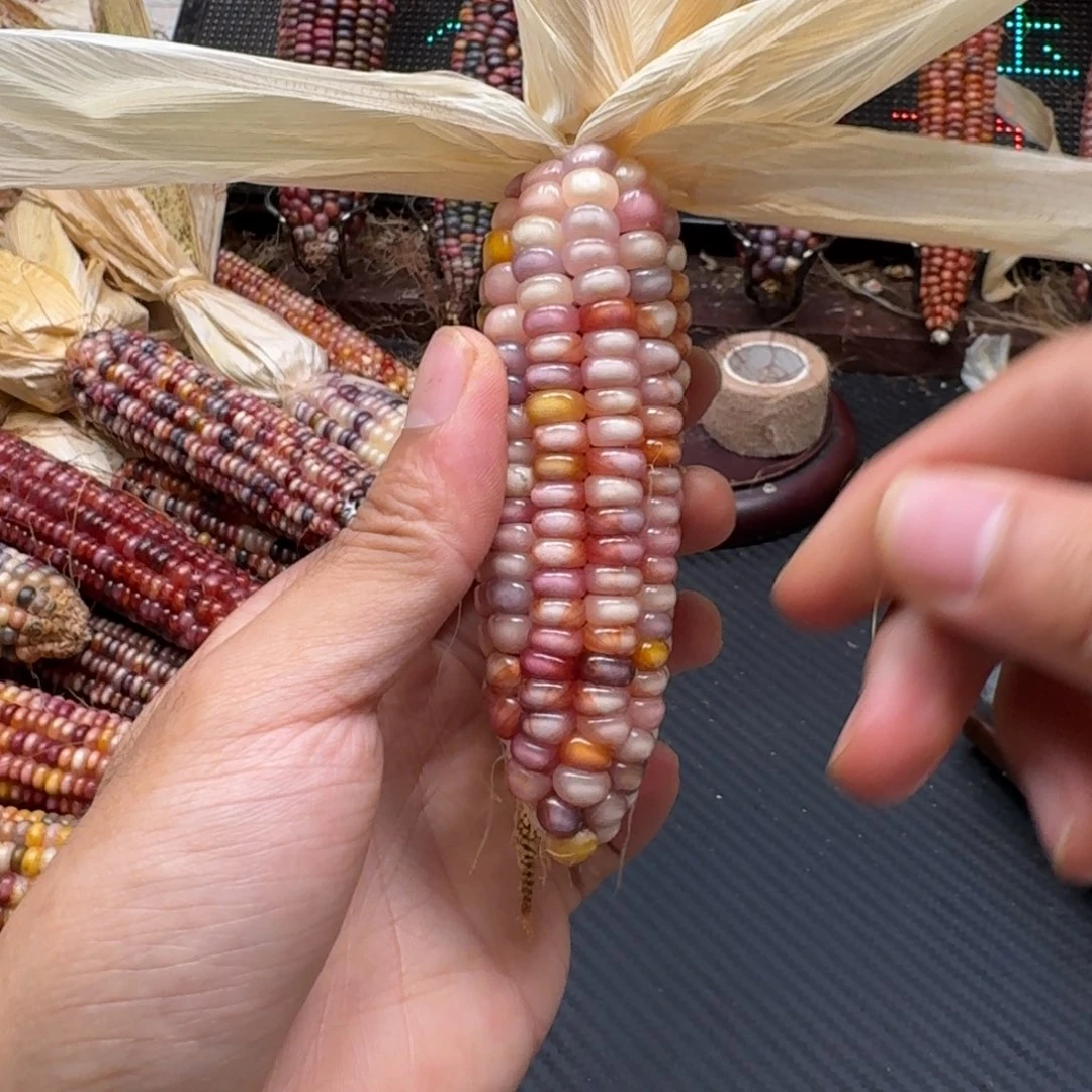 荼***白吊坠柏香籽/百香籽