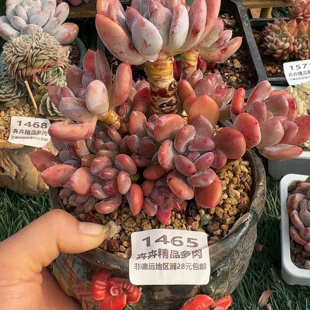 1465一物一拍（满28包邮）